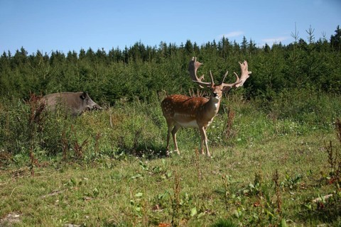 Fallow deer