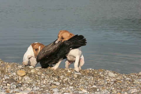 Hunting dog Jack Russell Terrier retrieves killed great cormorant