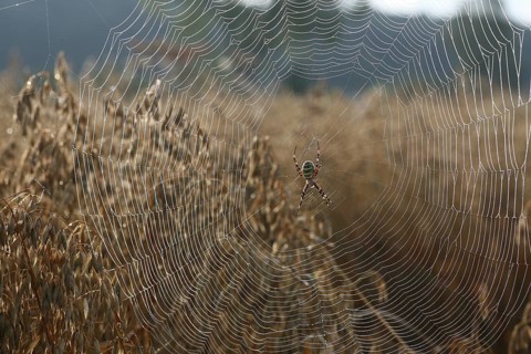 Wasp spider