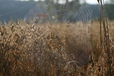 Wasp spider