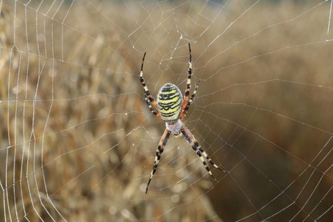 Wasp spider