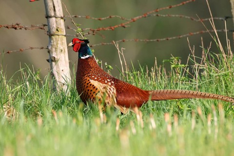 Pheasant