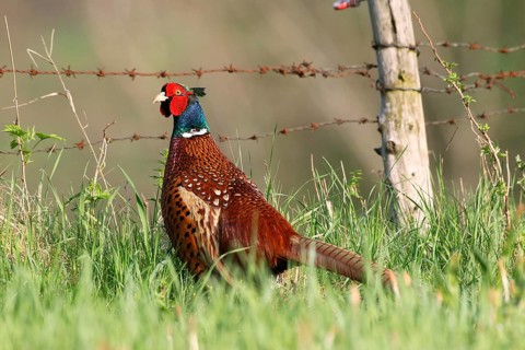 Pheasant