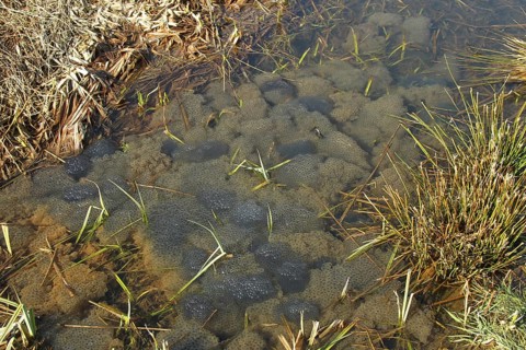 Common frog