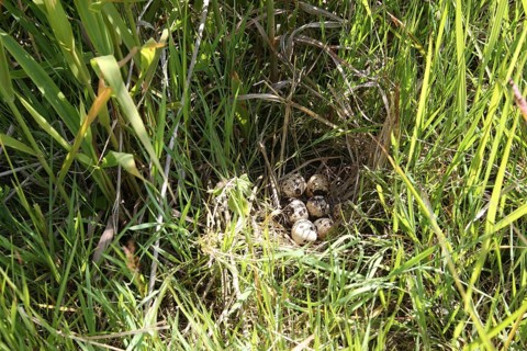 Common quail