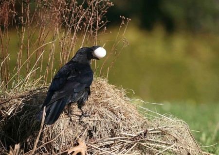 Carrion crow
