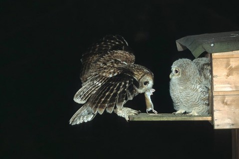 Tawny owl