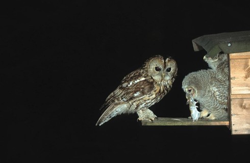Tawny owl