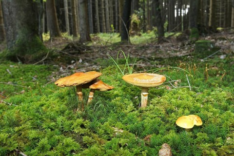Greville's bolete