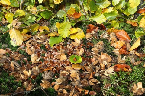 Common beech