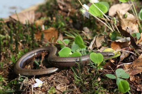 Slow worm