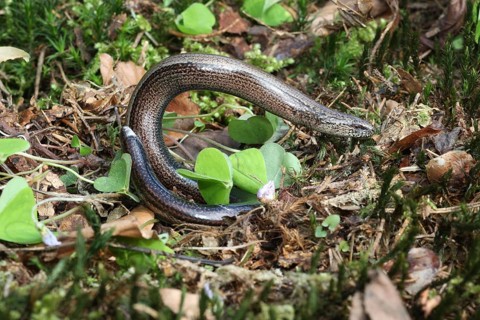 Slow worm