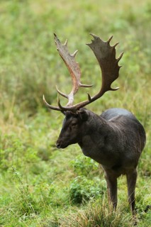 Fallow deer