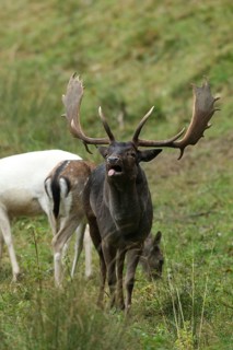 Fallow deer