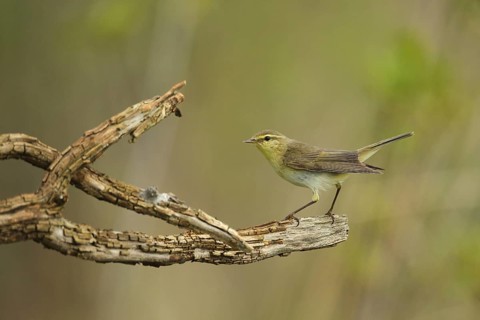 Wood Warbler