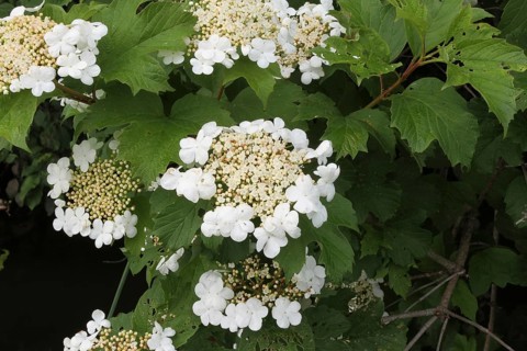Guelder rose