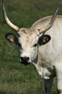 Hungarian domestic cattle