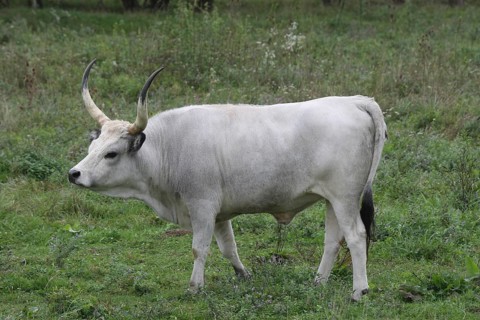 Hungarian domestic cattle