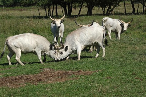 Hungarian domestic cattle