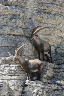 Alpine ibex