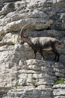 Alpine ibex