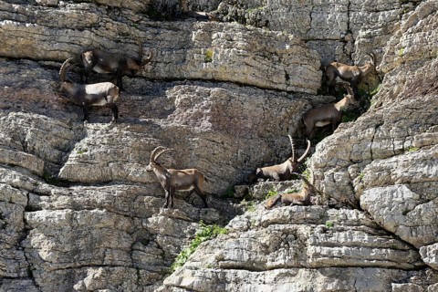Alpine ibex