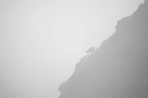 Alpine ibex