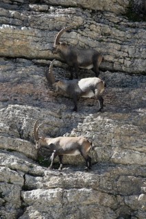 Alpine ibex