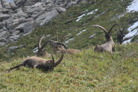 Alpine ibex