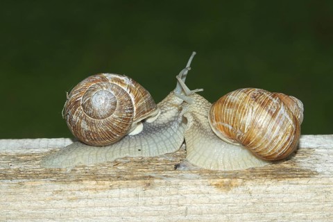 Burgundy snail