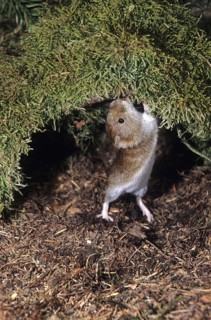 Red-backed vole
