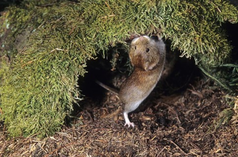 Red-backed vole