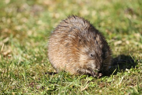 Muskrat