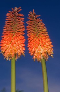 Torch lily also kniphofias