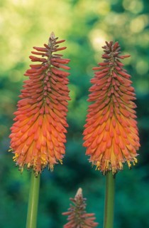 Torch lily also kniphofias