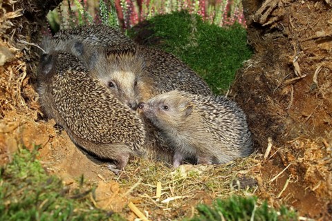 Brown-chested hedgehog