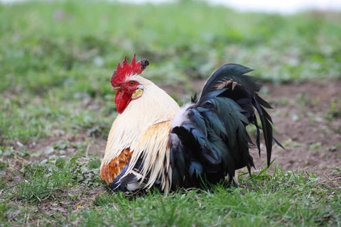 Domestic fowl