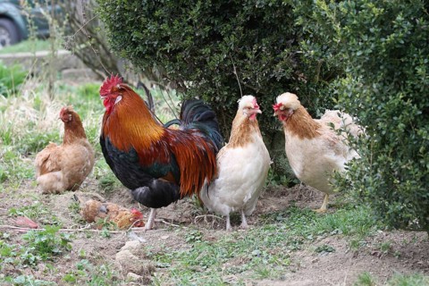 Domestic fowl
