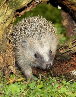 Brown-chested hedgehog