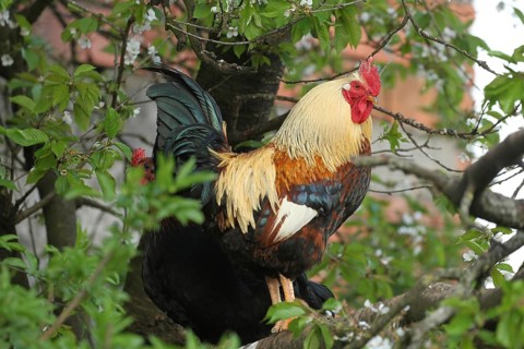Domestic fowl