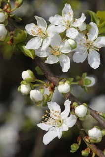 Wild cherry