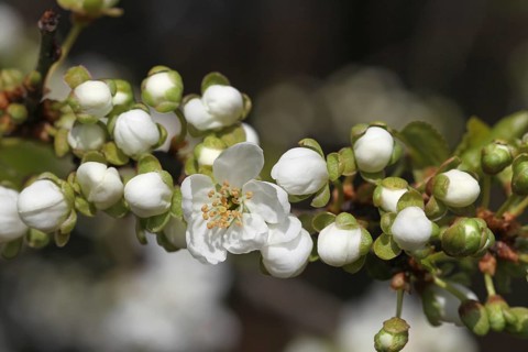 Wild cherry