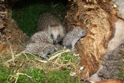 European hedgehog