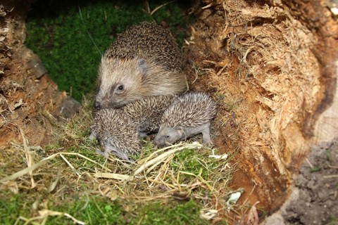 European hedgehog
