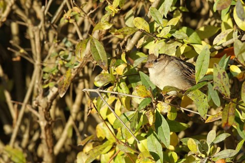 House sparrow