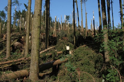 Windstorm destroys part of a spruce forest