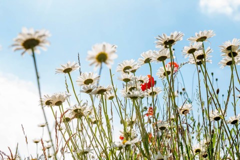 Ox-eye daisy