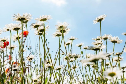 Ox-eye daisy