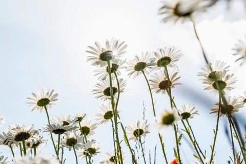 Ox-eye daisy