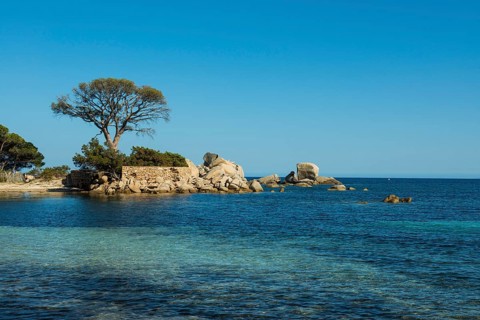 Beach and pines